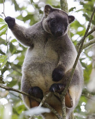 Tree Kangaroo Seen On www.coolpicturegallery.net