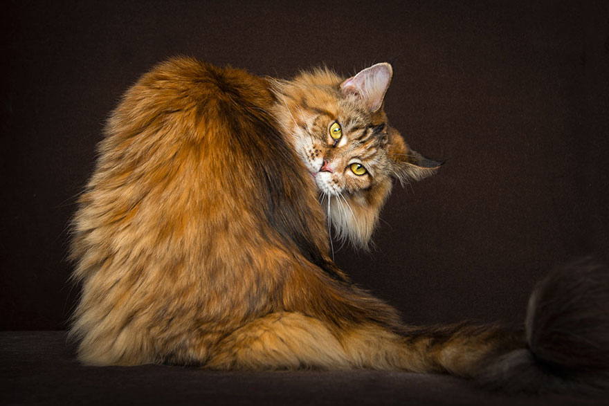 65 Breathtaking Pictures Of Maine Coons, The Largest Cats In The World