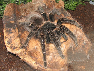 tarantula brazilian salmon pink bird eating Lasiodora parahybana arthropoda animal spider wallpaper