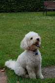 Poodlebum