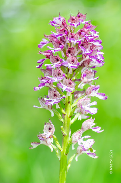 Orquídea