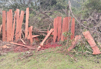 Poema a un árbol