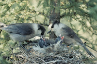 Grey jay parents feeding their chicks – Algonquin Provincial Park, ON – photo by Dan Strickland