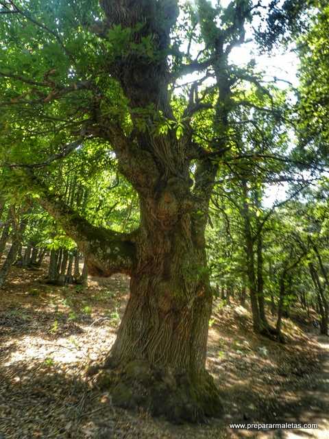 Castañar El Tiemblo, excursión cerca de Madrid