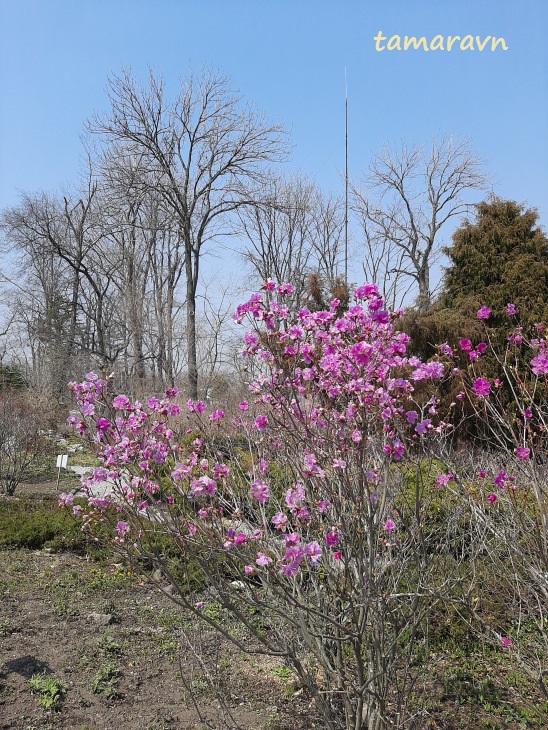 Рододендрон сихотинский (Rhododendron sichotense)