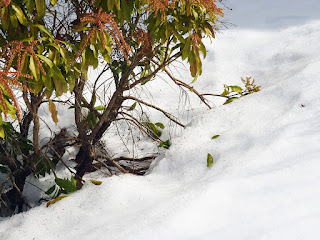 Andromeda shrub heavily weighted with snow