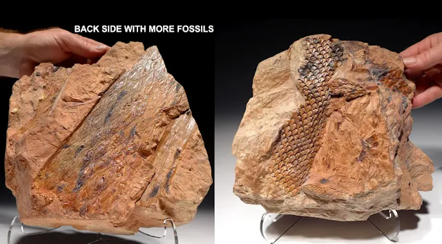 Lepidophloios and Lepidodendron fossil bark specimens preserved together. Upper Silesia Basin, Poland.