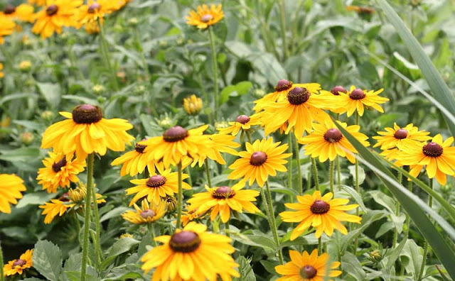 Rudbeckia Hirta Flowers Pictures