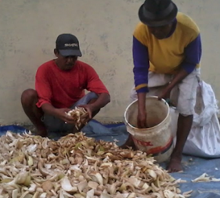 fermentasi pakan kambing