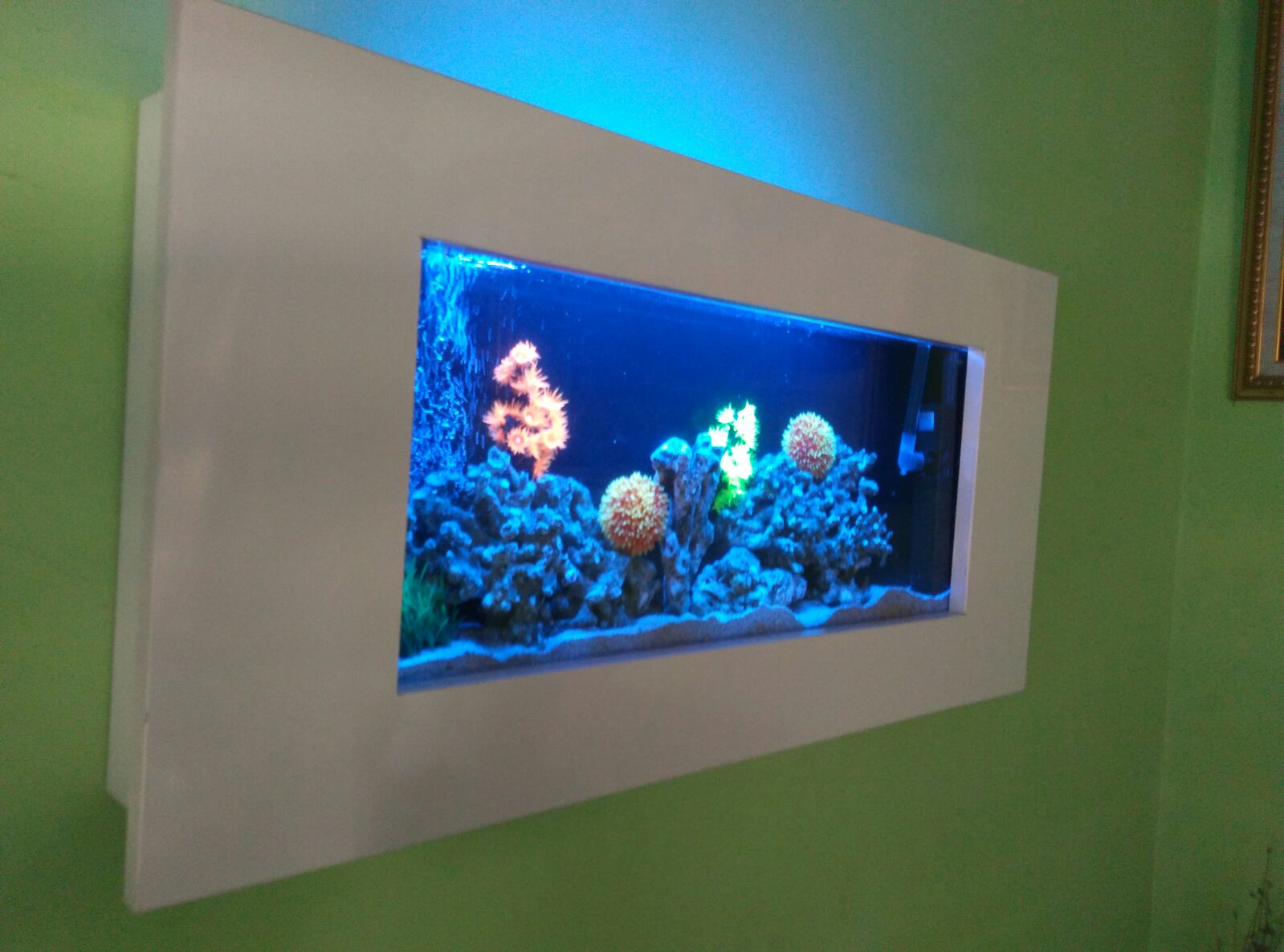  Aquarium  solo  Aquarium  Dinding