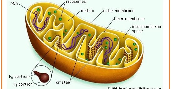  BIOLOGI  GONZAGA  SOAL  BIOLOGI  SEL DAN JARINGAN 