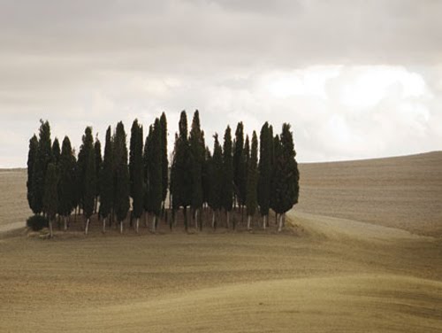 the life and love of trees