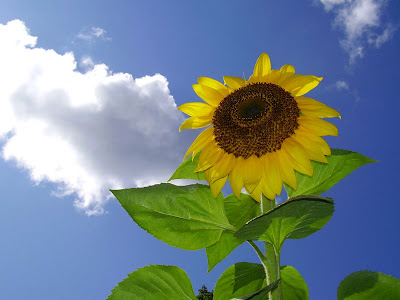 black and white pictures of sunflowers