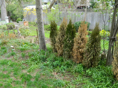 by Paul Jung Gardening Services--a Toronto Gardening Company Riverdale Backyard Garden Spring Cleanup Before