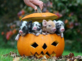 little pigs in pumpkin, funny animal pictures, animal pics