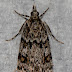 Scoparia basistrigalis, micro moth