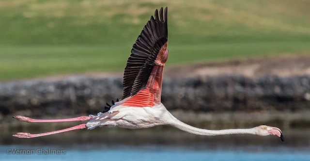 Greater Flamingo - Milnerton Lagoon / Woodbridge Island, Cape Town