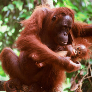 Info Dunia 5 Hewan  Binatang  Langka  Di Indonesia