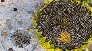 Pastikan kamu memilih benih bunga matahari unggul agar cara menanam bunga matahari dari biji berhasil dan bisa tumbuh subur