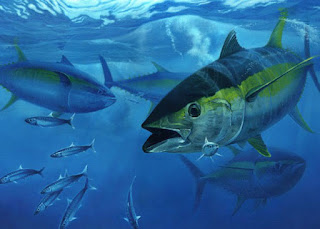 Benefits of Tuna Fish For Health