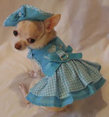 Celebrity Chihuahuas - Clothes