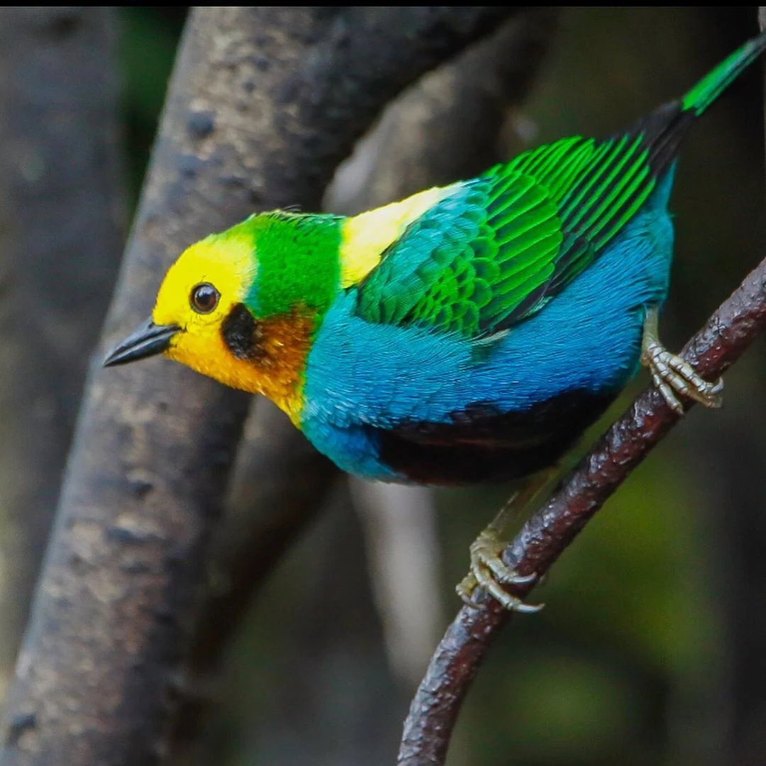 Tángara multicolor, Colombia, José Miguel Pantaleón Inoa