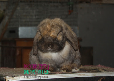 kelinci holland lop