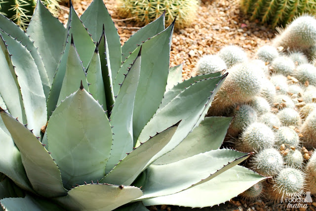 Experience the climate & plant life of the desert in the middle of Ohio in the Desert Biome in the Franklin Park Conservatory.