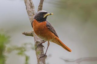 Redstart DFBridgeman