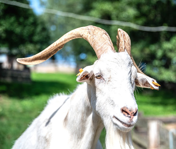 goat breeds, different goat breeds, list of goat breeds, types of goat breeds, top goat breeds, best goat breeds, saanen goat