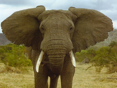 Belalai gajah 2