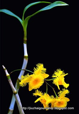 兰花 花:lanhua-09020512091731
