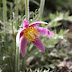 Pasque Flowers Pictures