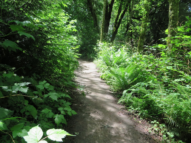 Chanterelle Trail