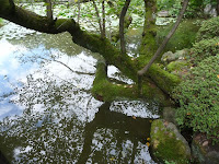 蒼龍池の桜の木