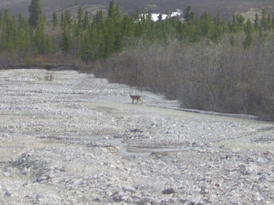 More Alaskan Adventures