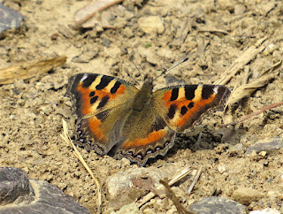 Nymphalis xanthomelas fervescens, Large Tortoiseshell