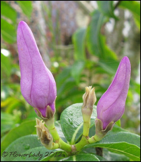 06-24-rubber-vine