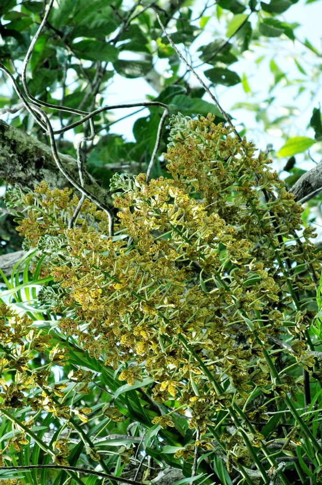 Trend Terbaru Anggrek Hutan Tropis, Bunga Anggrek