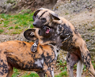 Wild Dogs HD Photos, wild dogs pictures, african wild dogs hd wallpapers