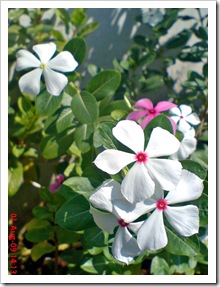 rose periwinkle 13