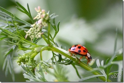 LadyBug2Crop07152011