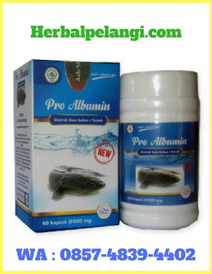 Jual Kapsul Pro Albumin Di Padang | WA : 0857-4839-4402