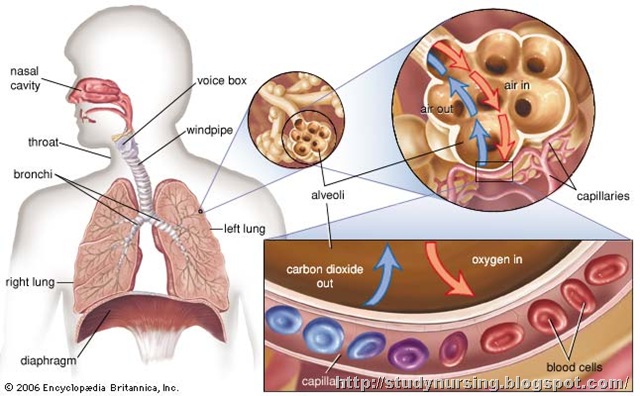 heart attack pain location. heart attack pain location.