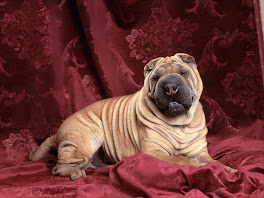 Shar Pei Dogs Wallpapers 4