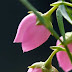 Boronia heterophylla