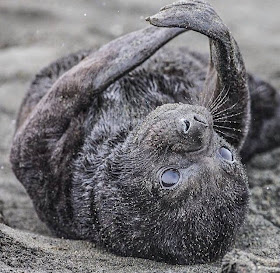 Funny animals of the week - 9 May 2014 (40 pics), cute animals, animal photos, cute baby seal