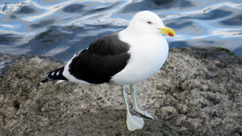 Gaviota dominicana (Larus dominicanus). Pelluco, Puerto Montt