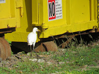 Cattle egret near garbage container, Ala Moana Park, Oahu - Dec. 14, 2018, © Denise Motard