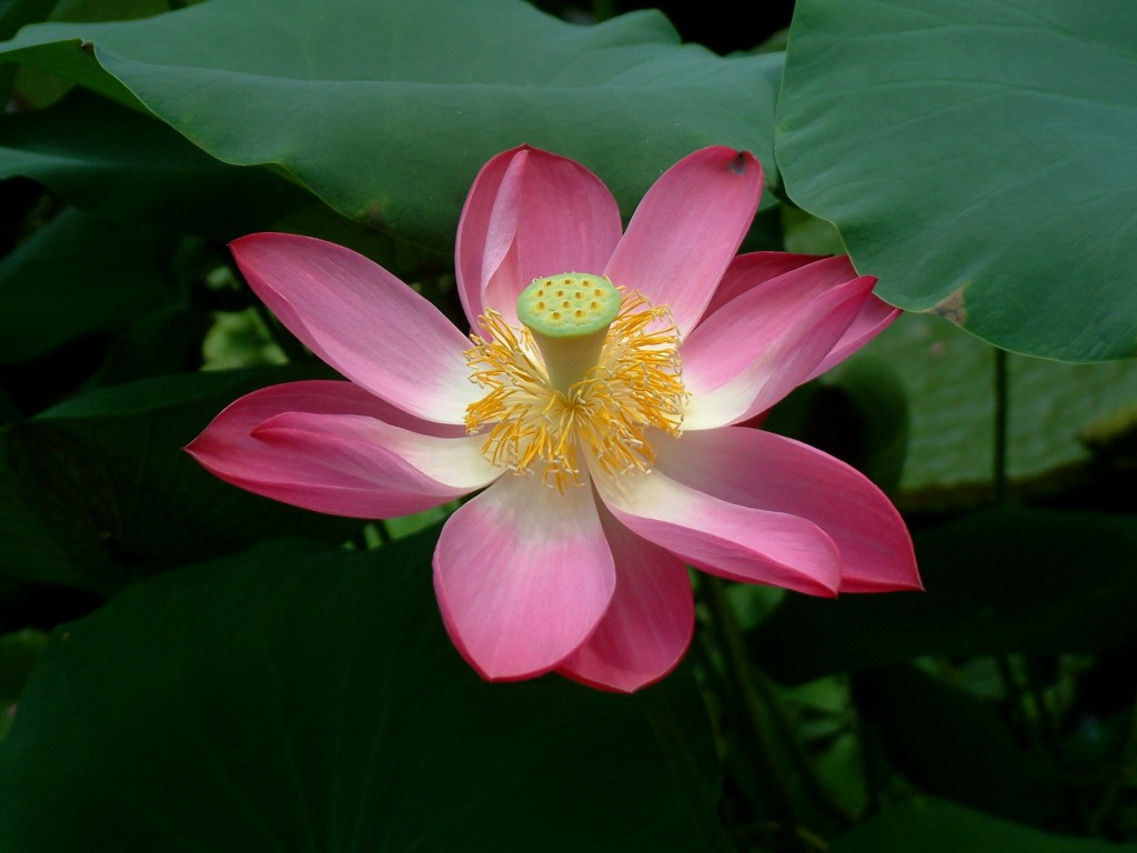 Gambar Bunga Lotus